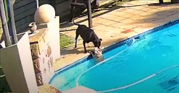 Security Camera Captures Hero Dog Save Pup That Fell Into Pool