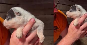 Sweet 3-Week-Old Puppy Is Already Very Talkative
