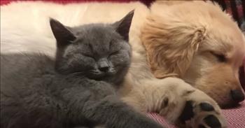Cute Dog And Cat Are The Best Of Friends