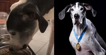 Severely Underweight Dog Undergoes Dramatic Transformation