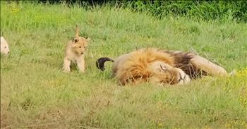 Lion Cubs’ Playful Antics Disturb Dad’s Nap In The Sweetest Way Possible